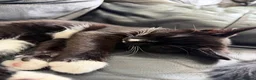 Mixed Breed cats for sale: 4 kittens for sale, 2 male, 2 female - Advert 5