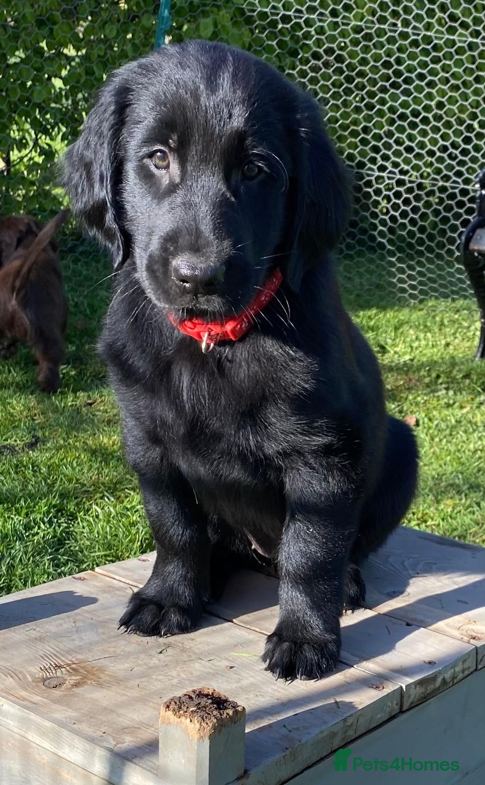 Flat coated Retriever dogs Flat coated retriever  - Advert 3