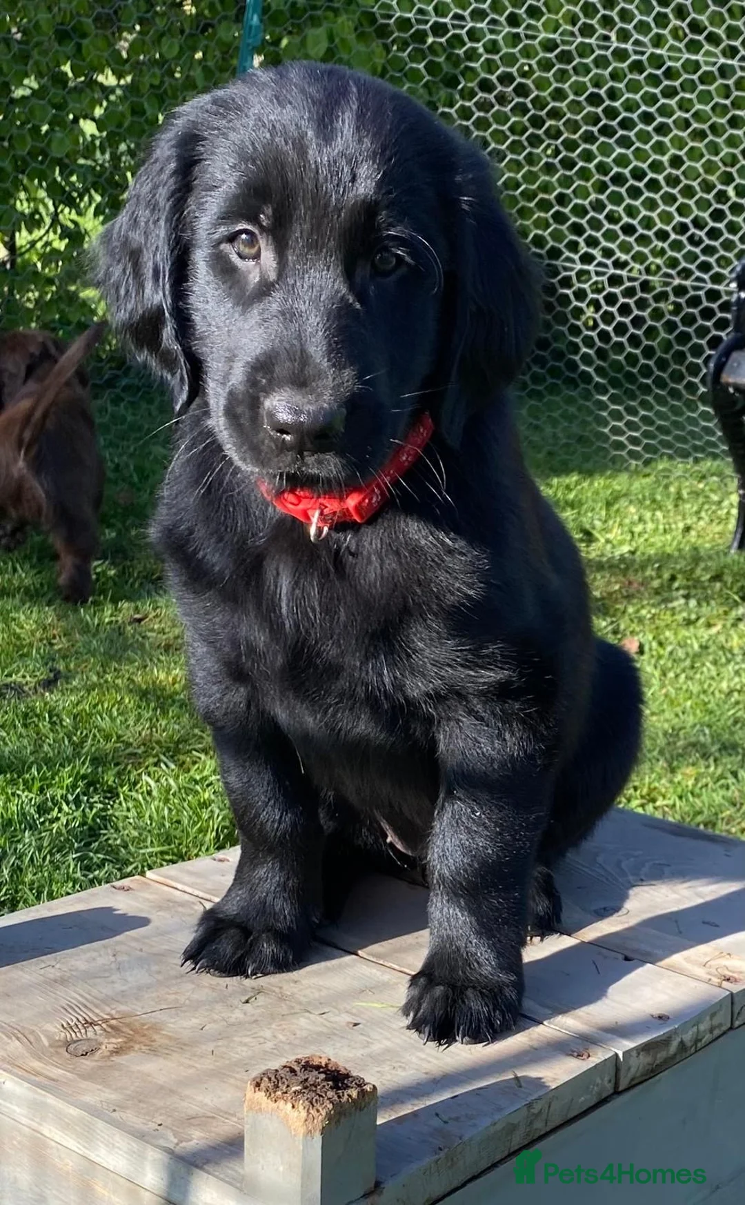 Flat coated Retriever dogs for sale: Flat coated retriever  - Advert 1