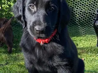 Flat coated Retriever dogs Flat coated retriever - Advert 2