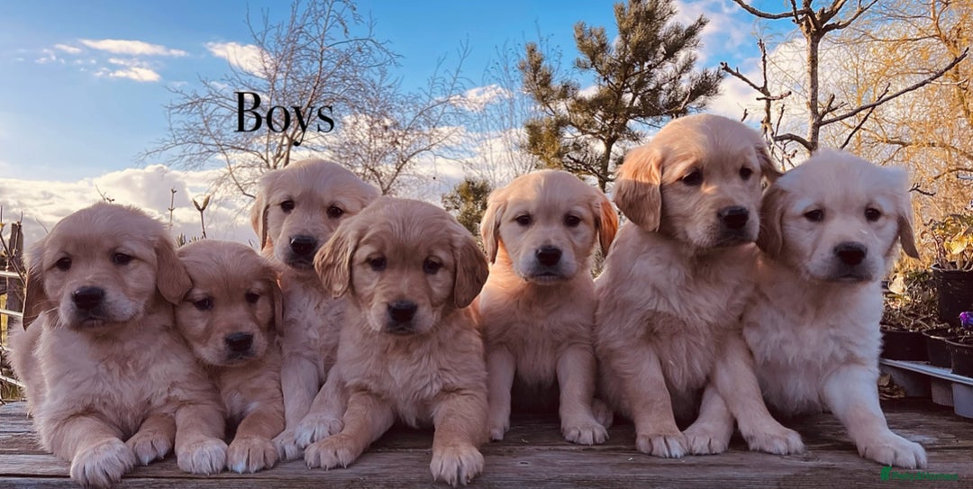Golden Retriever dogs for stud: Golden Retriever Stud Dog Dual Purpose  - Image 5