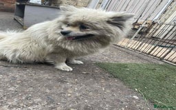 Pomeranian dogs for sale: Pomeranian spitzz - Image 9