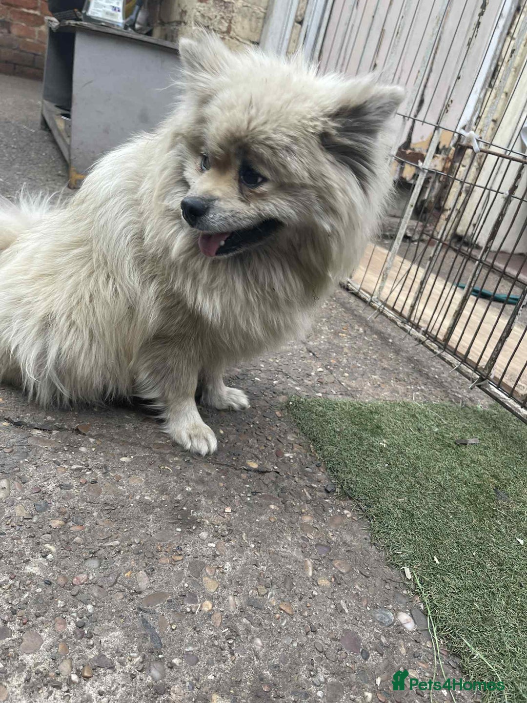 Pomeranian dogs for sale: Pomeranian spitzz - Image 9
