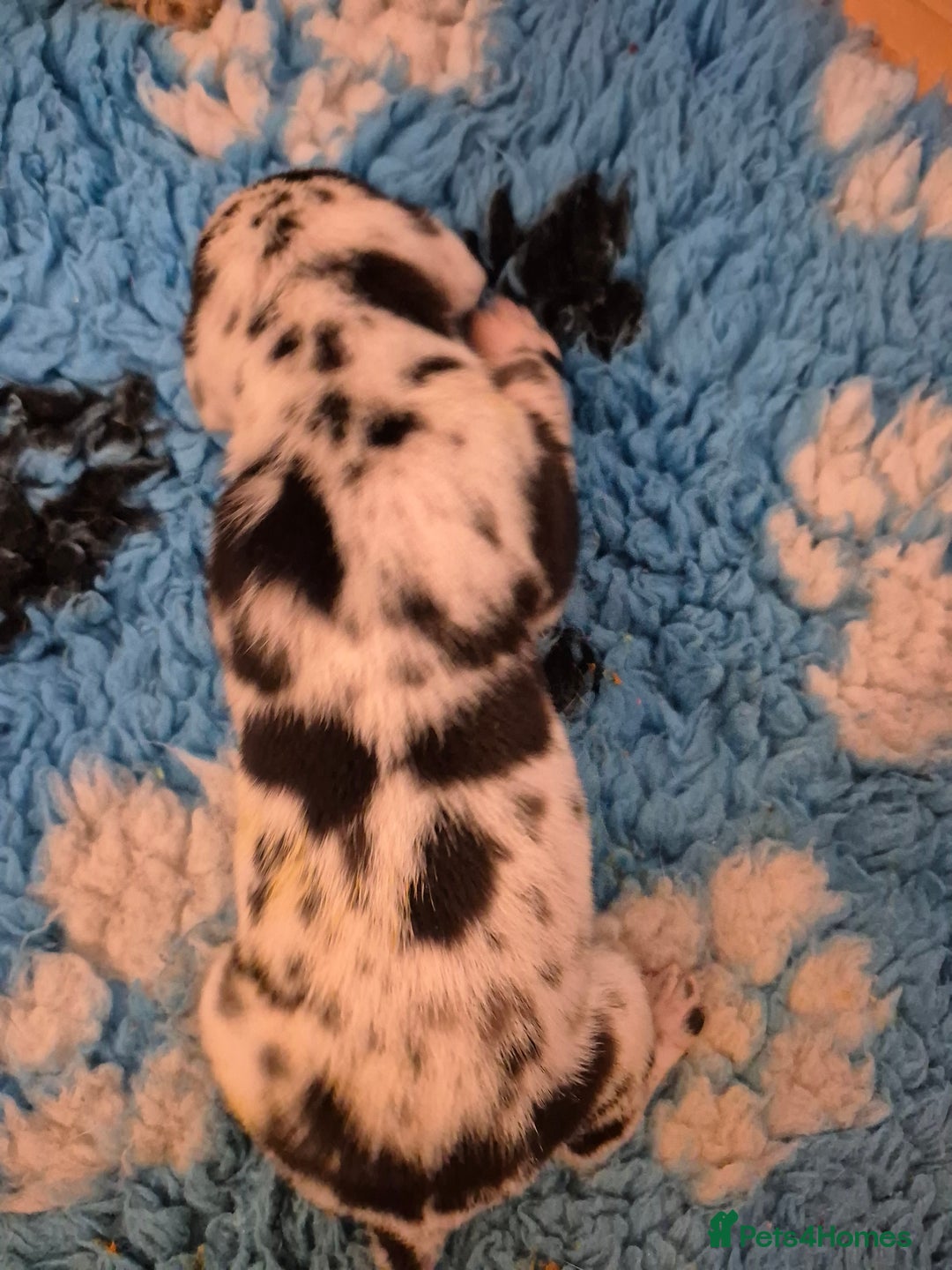 Great Dane dogs for sale: Pedigree Great Dane babies  - Advert 6