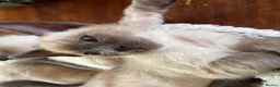 Tonkinese cats for sale: Superb Tonkdoll kittens - Advert 20