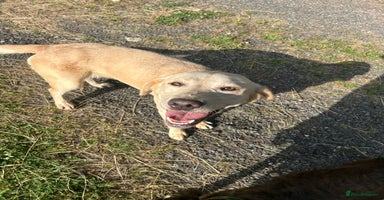 Labrador Retriever dogs - Advert 1