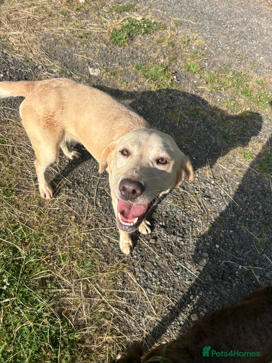 Labrador Retriever dogs for sale: Stunning champagne lab  - Image 2