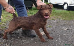 Patterdale Terrier dogs for sale: Patterdale dog - Image 1