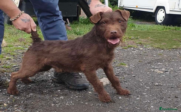 Patterdale Terrier dogs - Advert 2