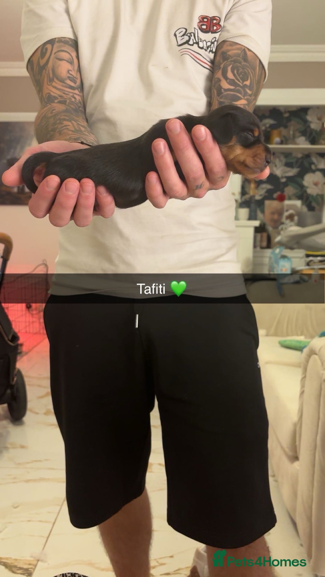 Miniature Dachshund dogs for sale: FOR SALE *Miniature dachshund puppies*  - Image 27