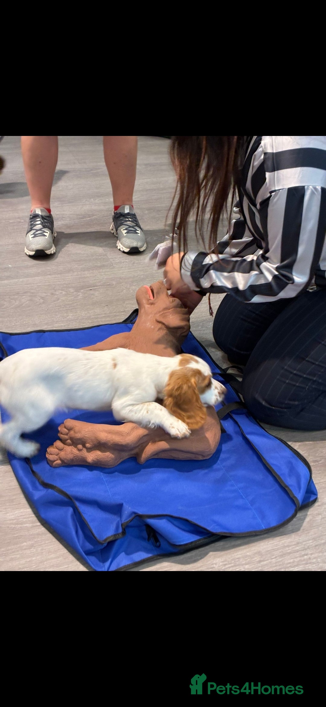 Sprocker dogs for sale: Hendrix the male sprocker available. - Image 8