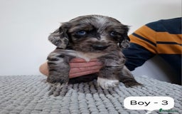 Mixed Breed dogs for sale:  Minature Dachshunds x Spaniel pups  - Advert 4