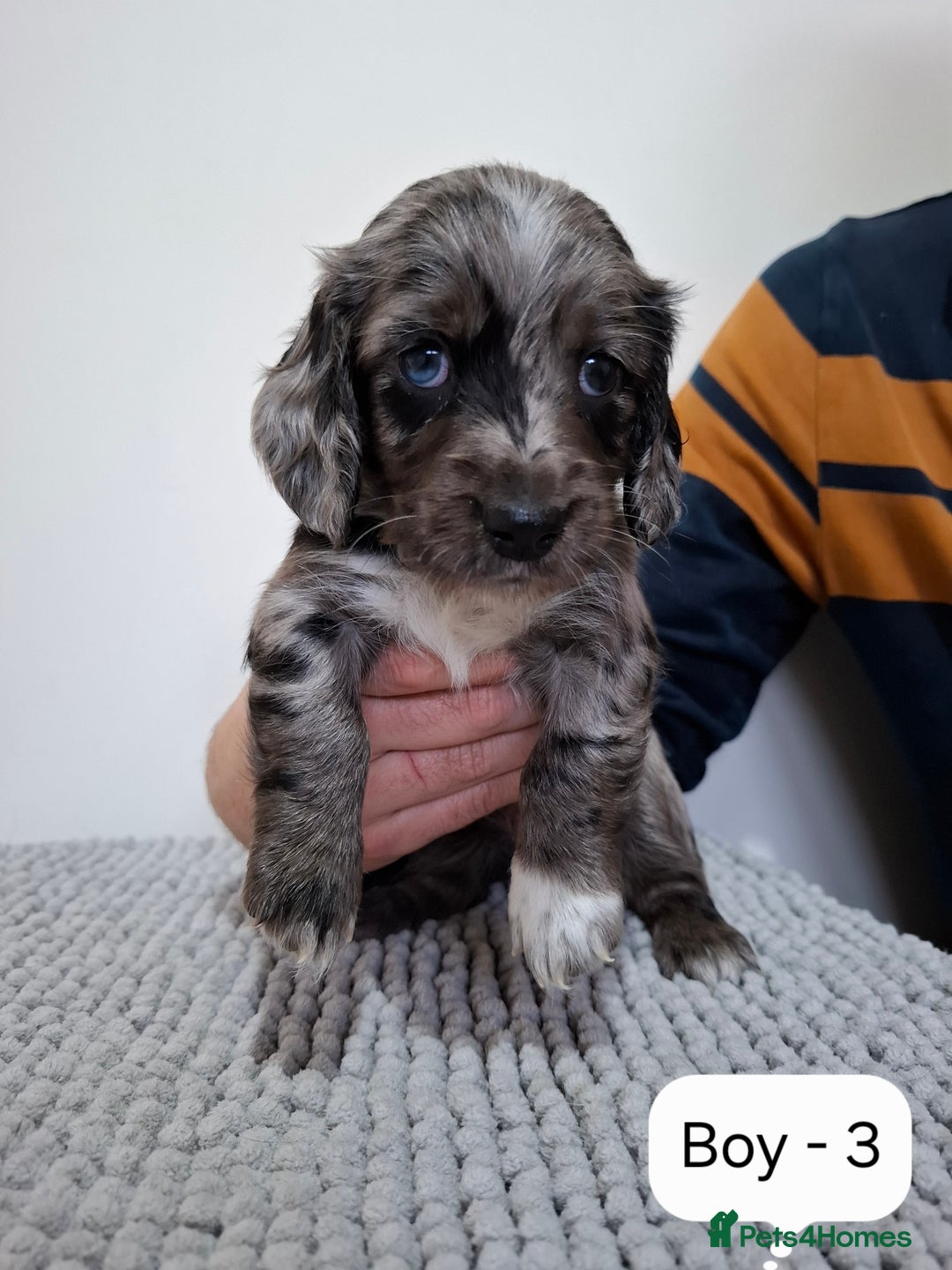 Mixed Breed dogs for sale:  Minature Dachshunds x Spaniel pups  - Advert 4