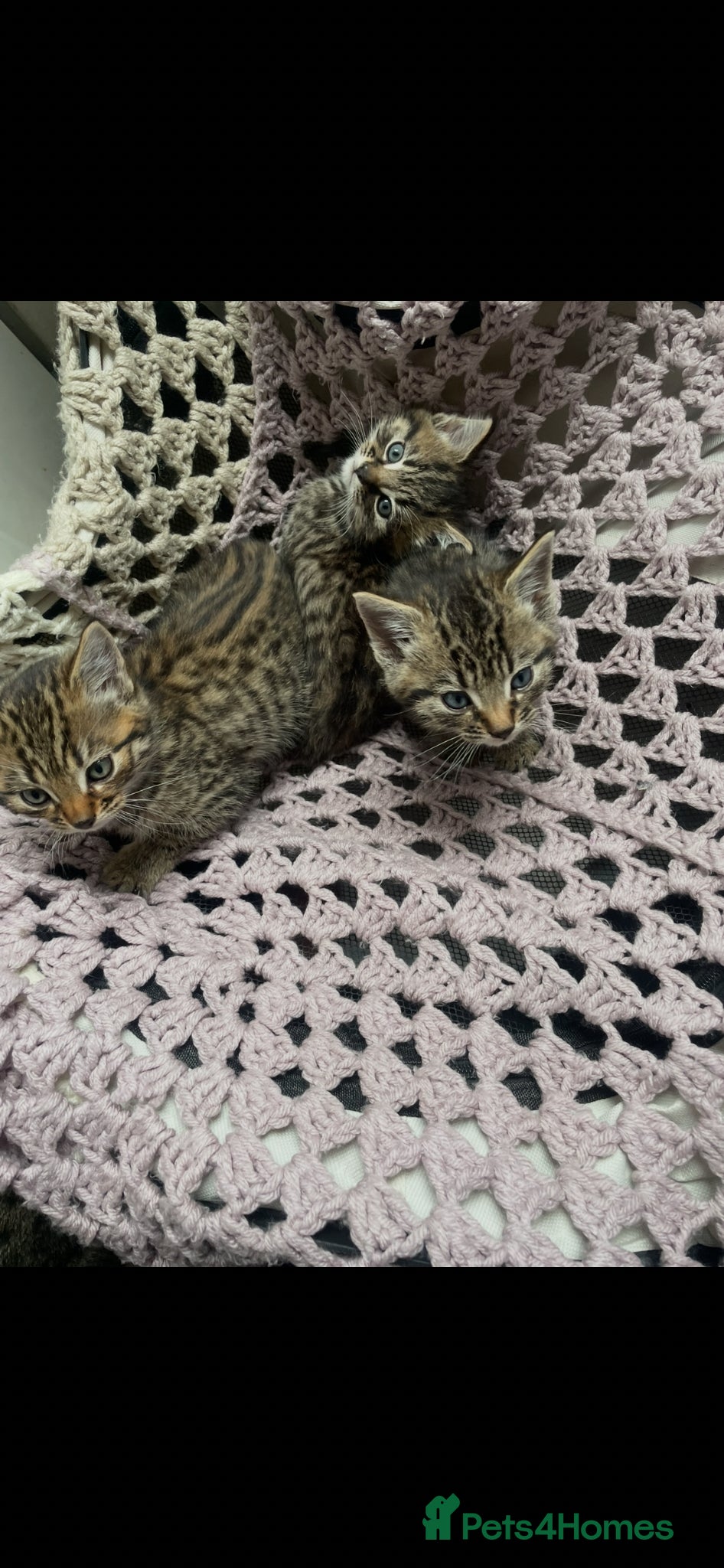 Mixed Breed cats 3 tabby mixed breed kittens  - Advert 2