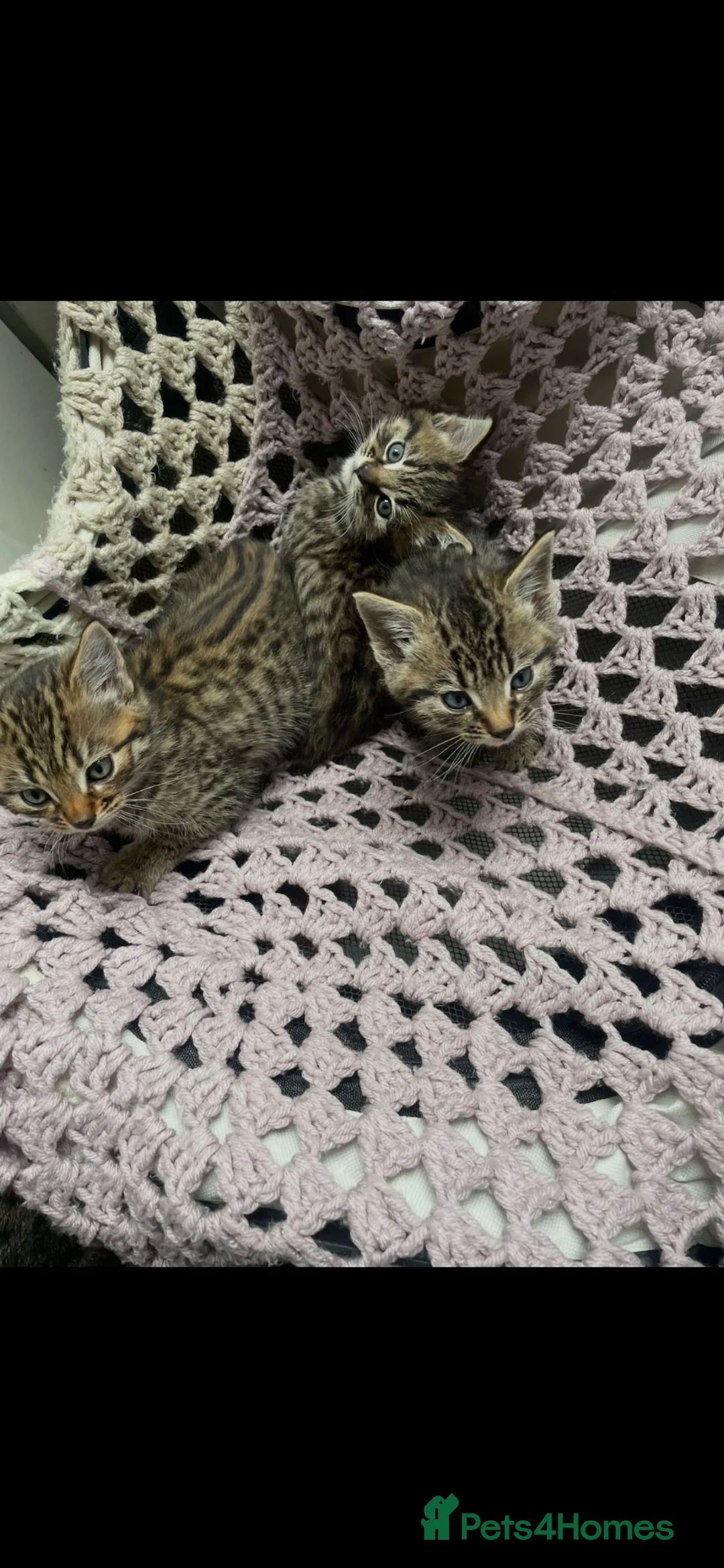 Mixed Breed cats for sale: 3 tabby mixed breed kittens  - Advert 2