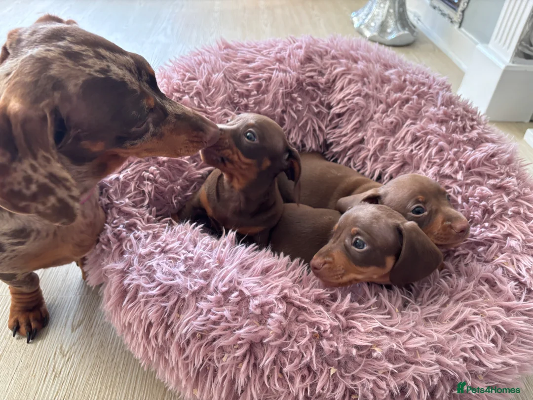 Dachshund dogs for sale: 3 beautiful Choclate and tan dachshund puppy’s  - Advert 2