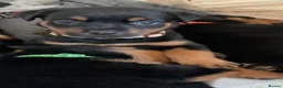 Rottweiler dogs for sale: Rottweiler Puppies - Advert 27