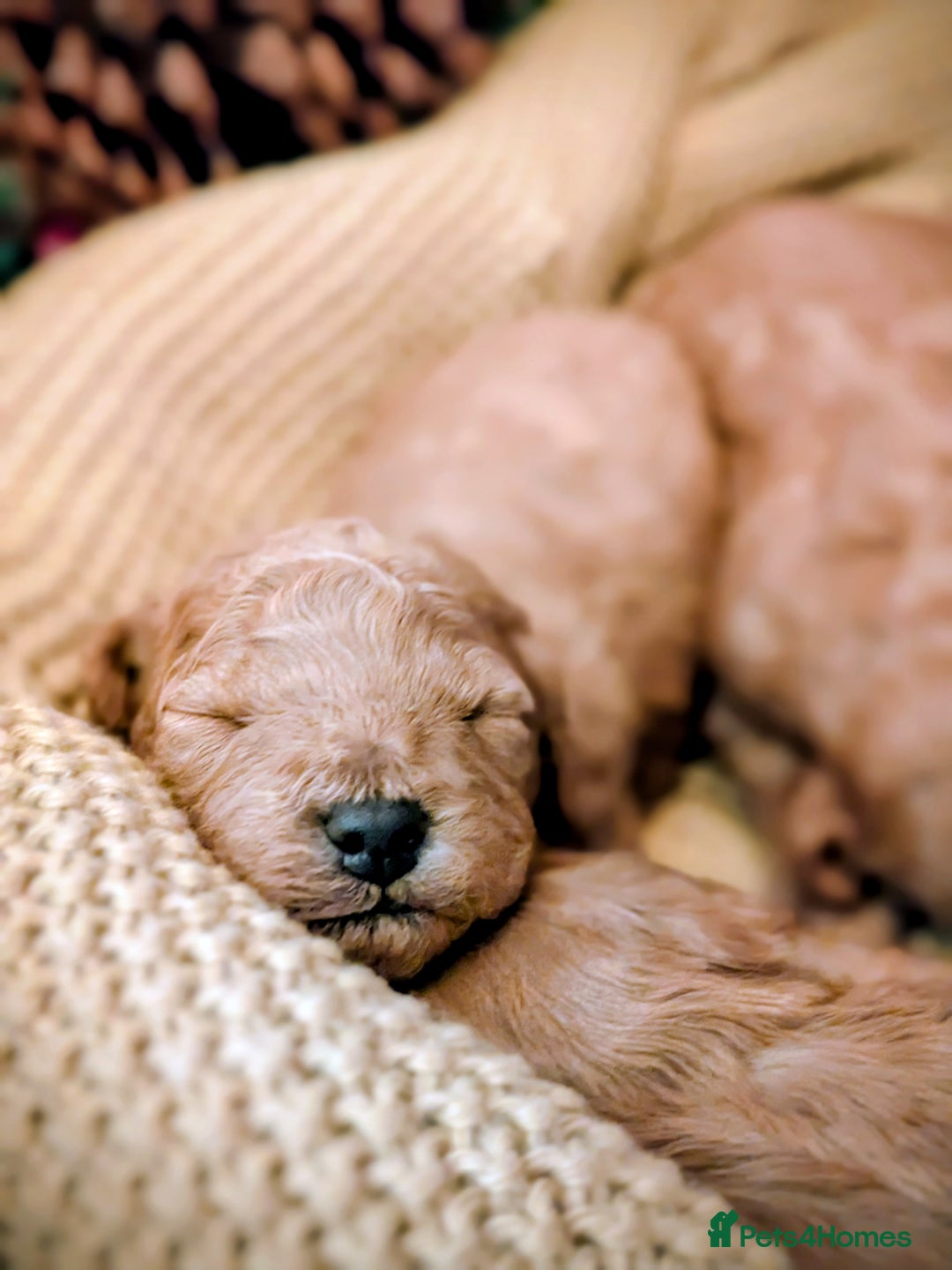 Cockapoo dogs for sale: F2 Cockerpoos 1 male and 5 females  - Advert 4
