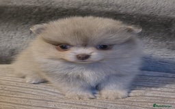 Pomeranian dogs for sale: Rare miniature Teddy face pomeranian puppies  - Image 36