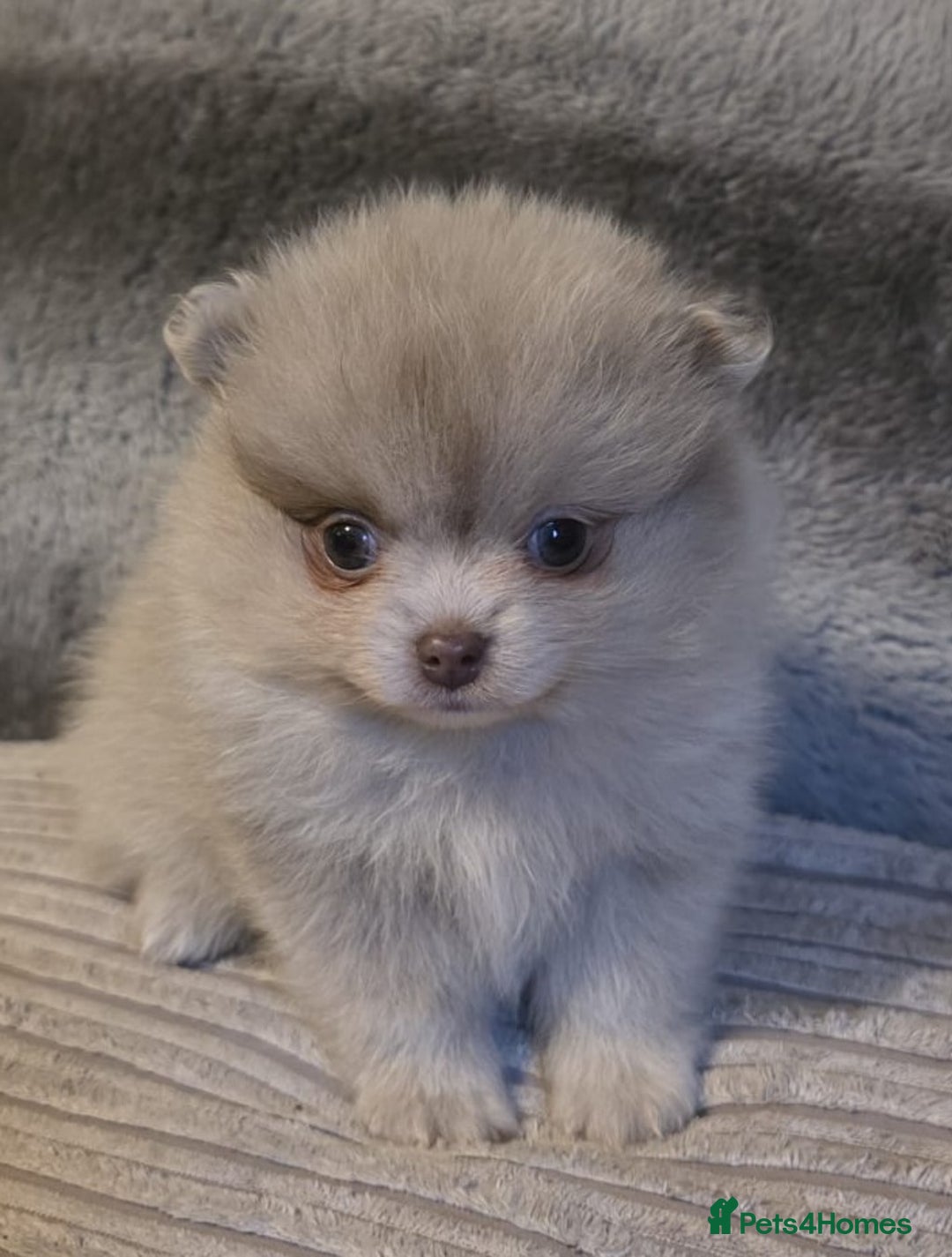 Pomeranian dogs for sale: Rare miniature Teddy face pomeranian puppies  - Image 36