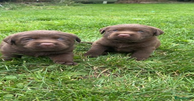 Labrador Retriever dogs - Advert 16
