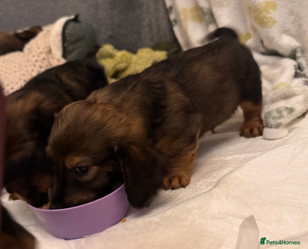 Dachshund dogs for sale: LONG HAIRED DACHSHUND PUPPIES - Advert 6