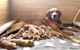 Golden Retriever dogs for sale: 🌟Gorgeous Golden Retriever Puppies🌟 - Image 1