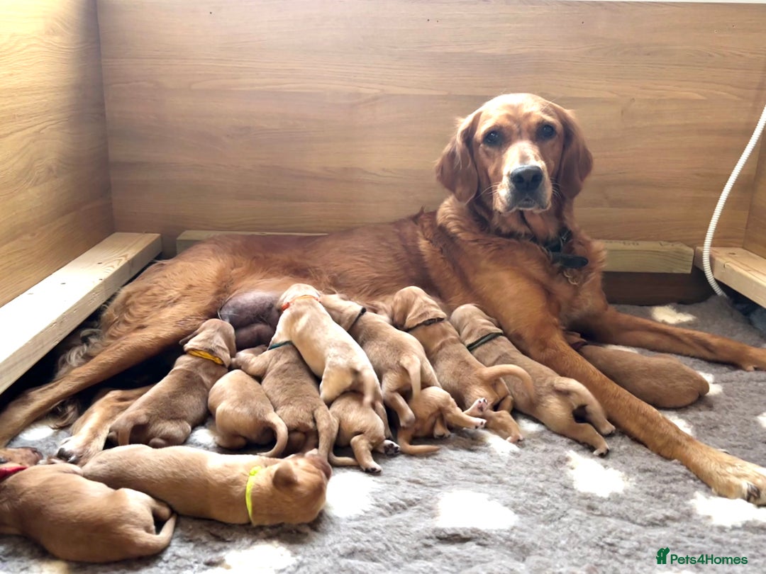 Golden Retriever dogs for sale: 🌟Gorgeous Golden Retriever Puppies🌟 - Image 1