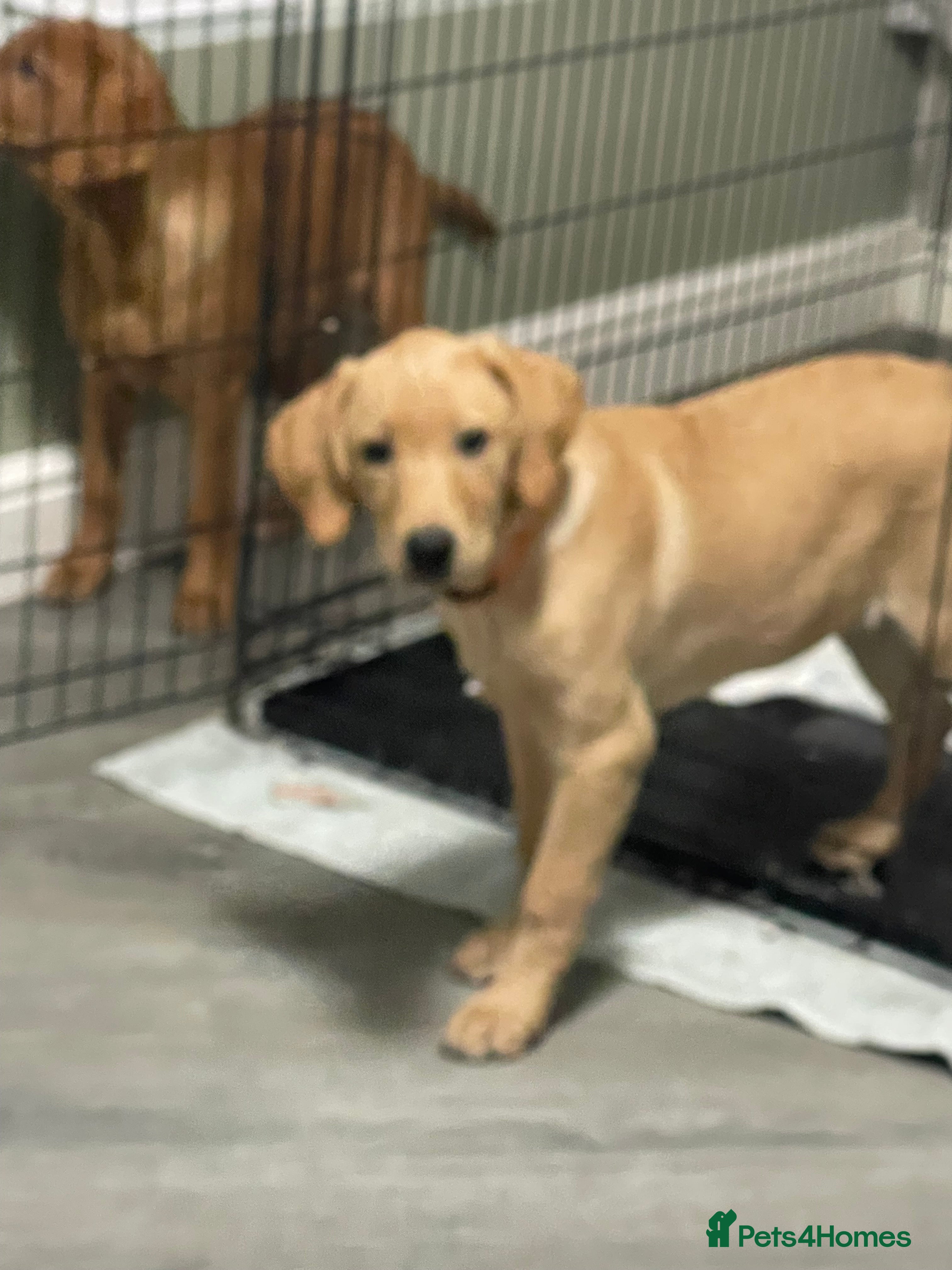 Labrador Retriever dogs ONLY 1 GIRL LEFT! Beautiful kc reg Labrador pup - Advert 16