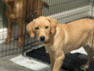 Labrador Retriever dogs ONLY 1 GIRL LEFT! Beautiful kc reg Labrador pup - Advert 16
