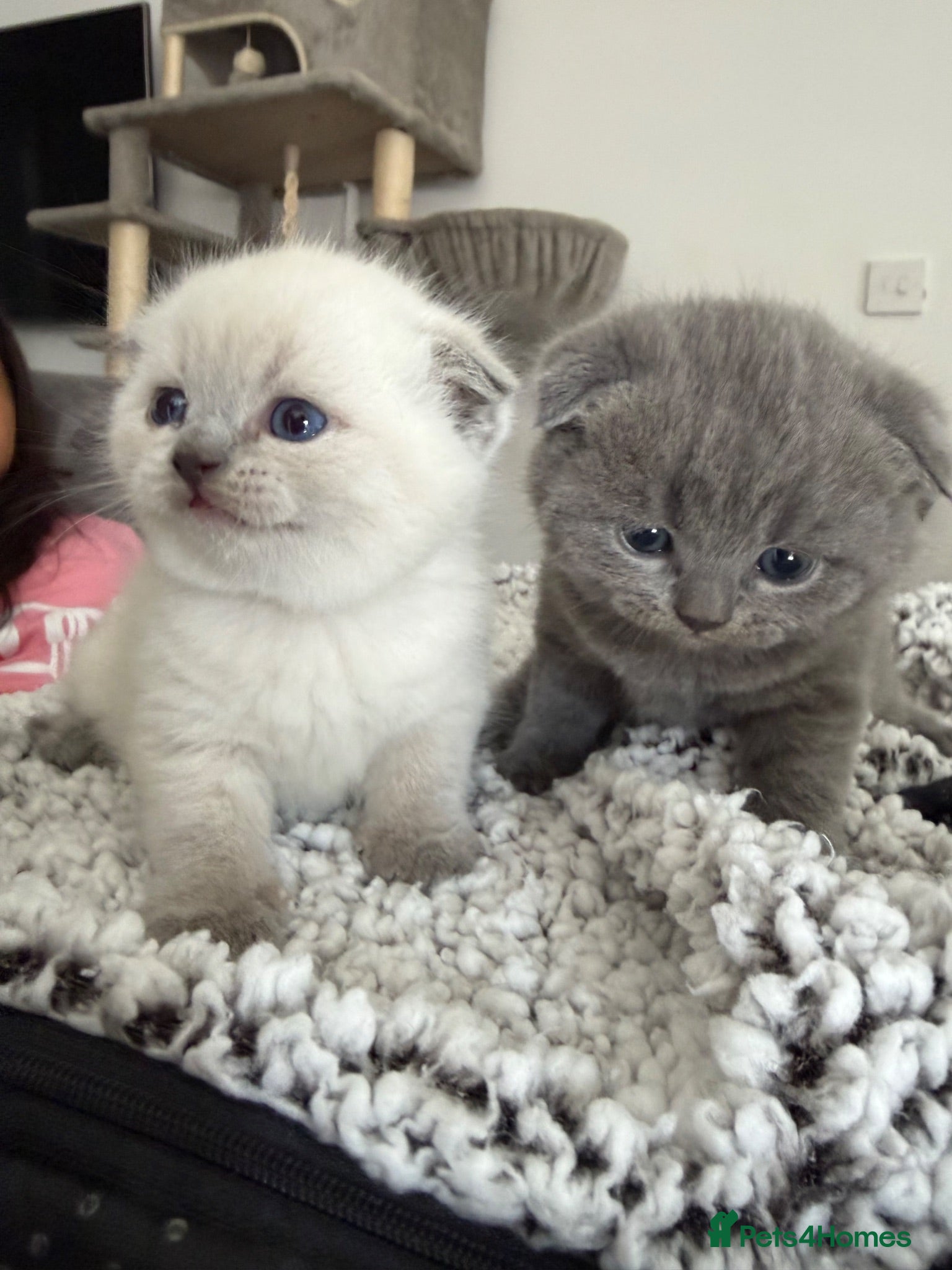 British Shorthair cats British Shorthair kittens - Advert 2