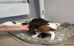 Jack Russell dogs for sale: 2 beautiful pups for sale  - Image 4