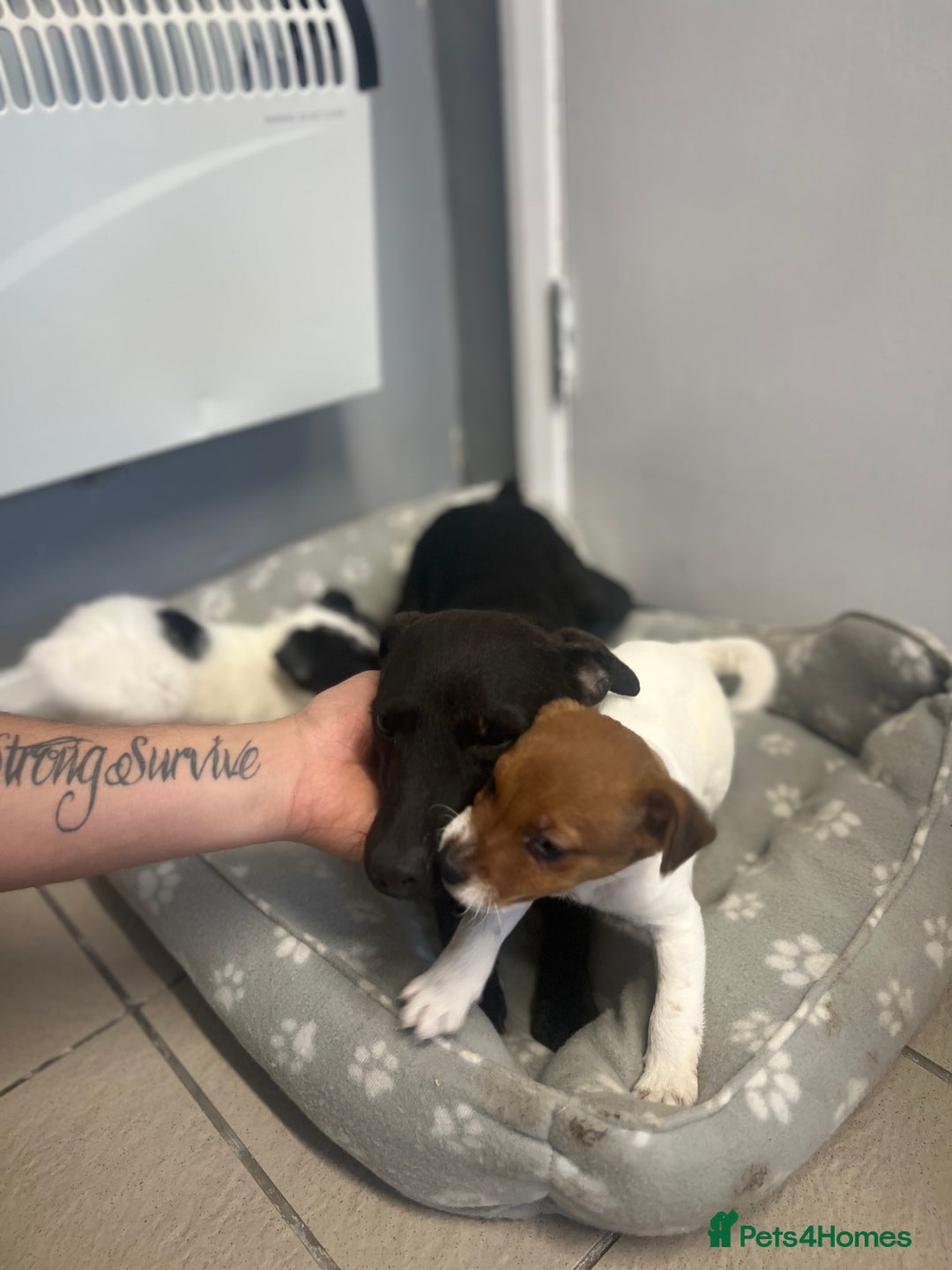 Jack Russell dogs for sale: 2 beautiful pups for sale  - Image 4