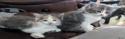 Mixed Breed cats for sale: Domestic short hair x Main coon - Advert 11