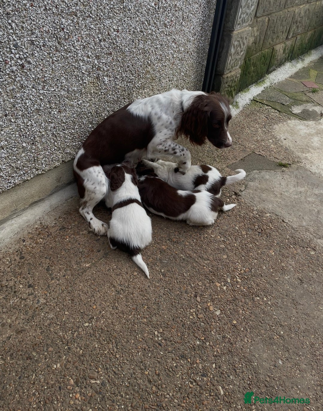 English Springer Spaniel dogs for sale: Gorgeous springer spaniel puppies  - Advert 4