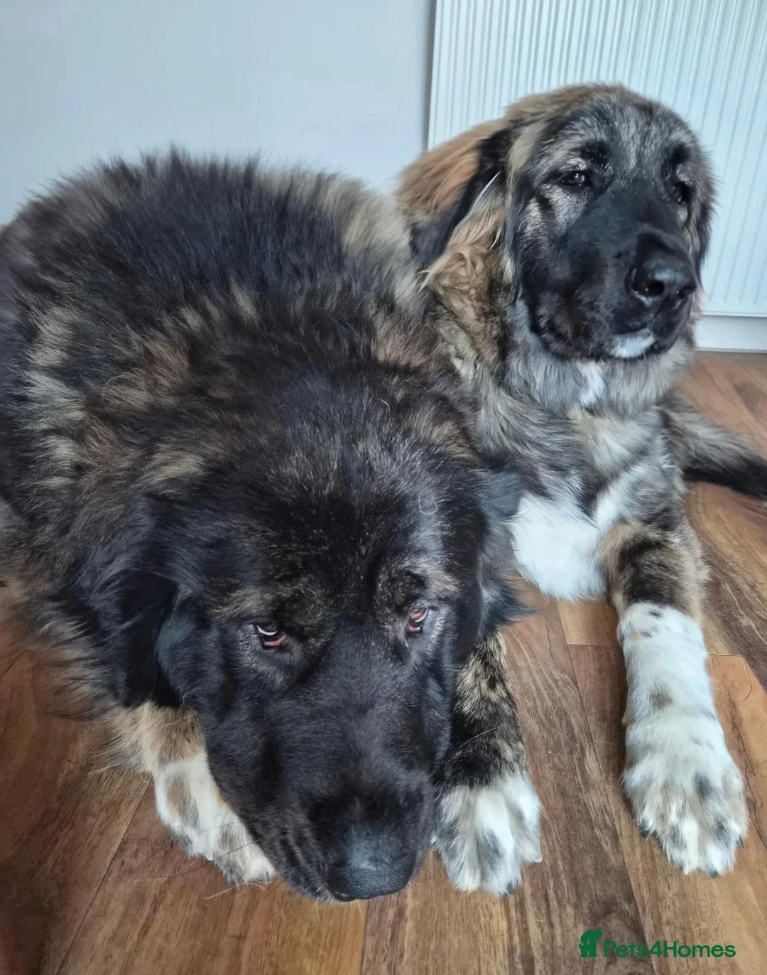 Caucasian Shepherd Dog dogs for sale: Caucasian Shepherd Puppies  - Advert 13