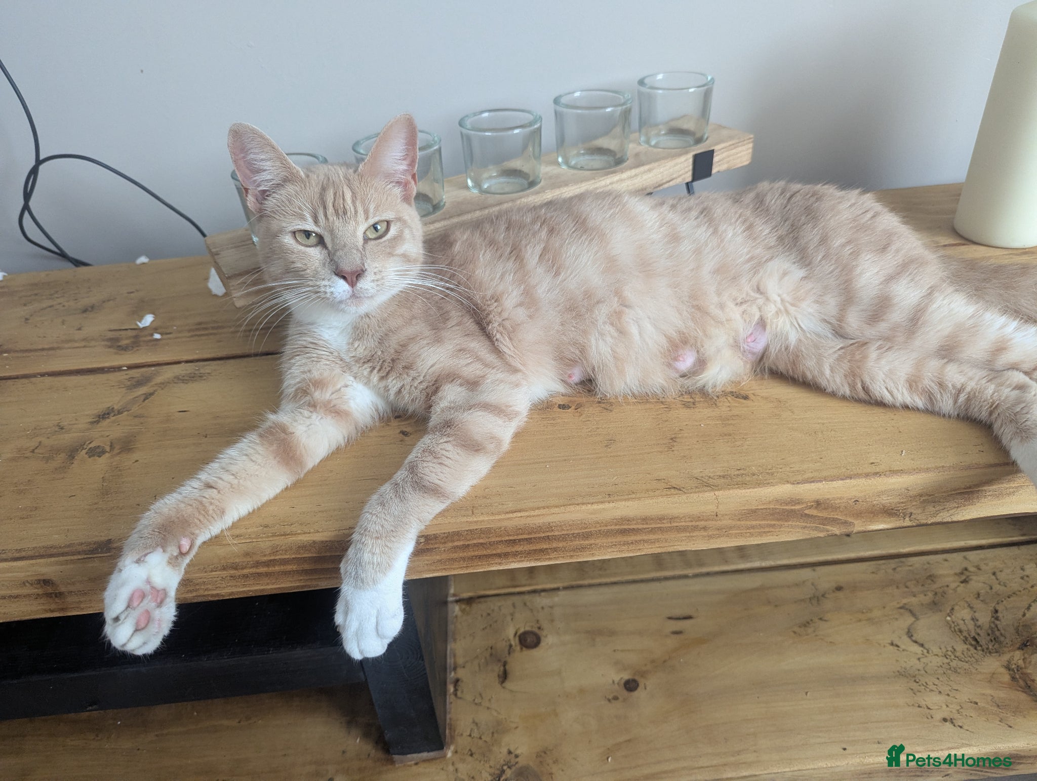 Mixed Breed cats for sale: Beautiful half ragdoll kittens  - Advert 2