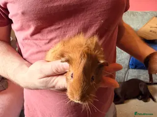 Guinea Pig rodents 2 boys looking for their forever homes - Advert 1