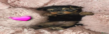 Yorkshire Terrier 2