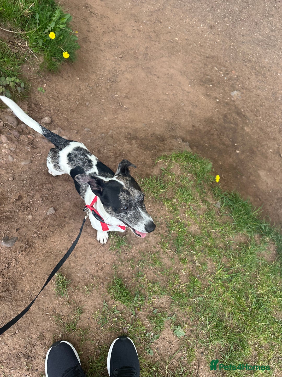 Jack Russell dogs for sale: Beautiful Blue Merle Tricolour Male - 3 years old - Image 5
