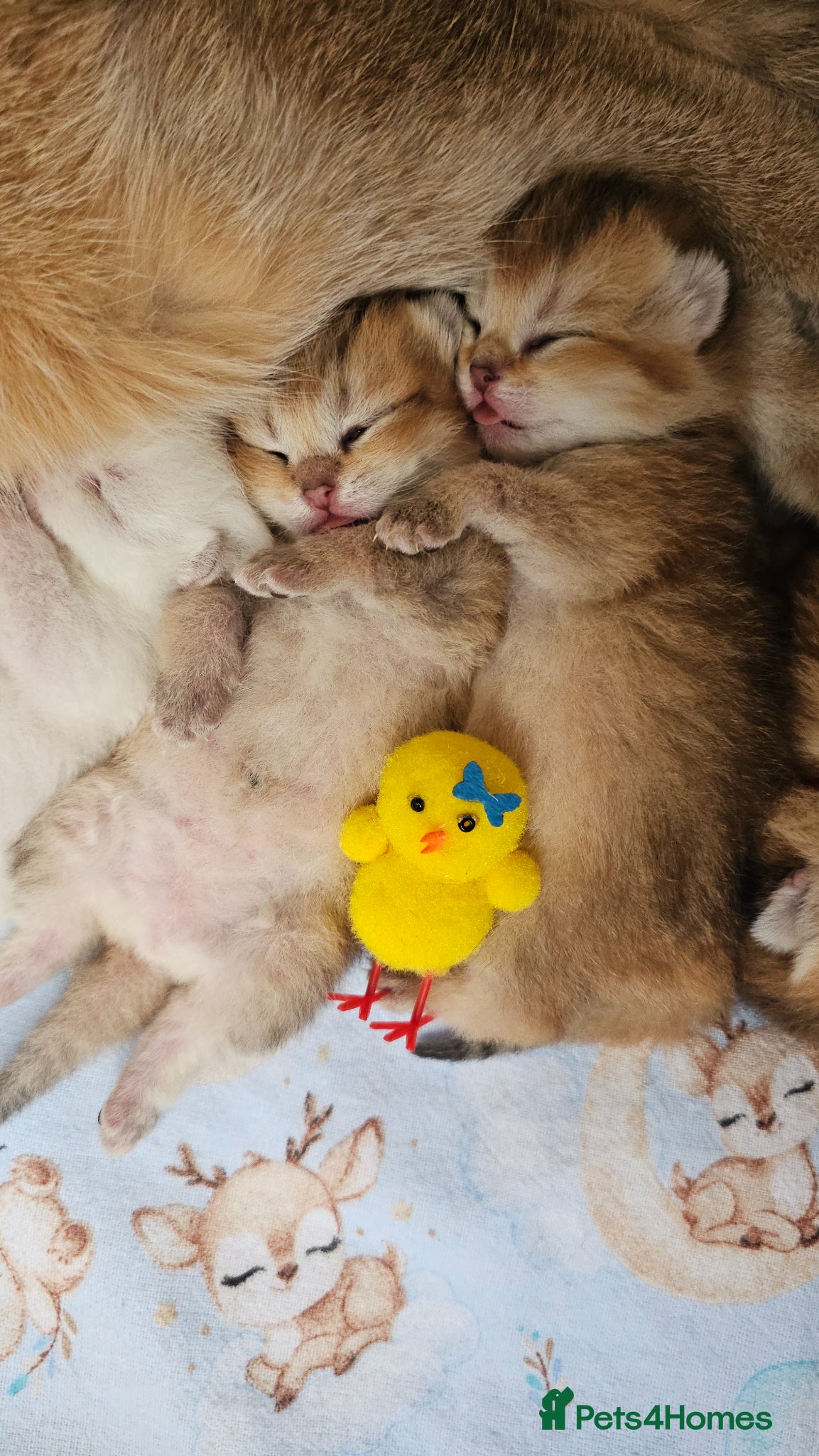 Scottish Fold cats TICA Reg😼Scottish Fold & Straight kittens😼 - Advert 4