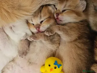 Scottish Fold cats TICA Reg😼Scottish Fold & Straight kittens😼 - Advert 4