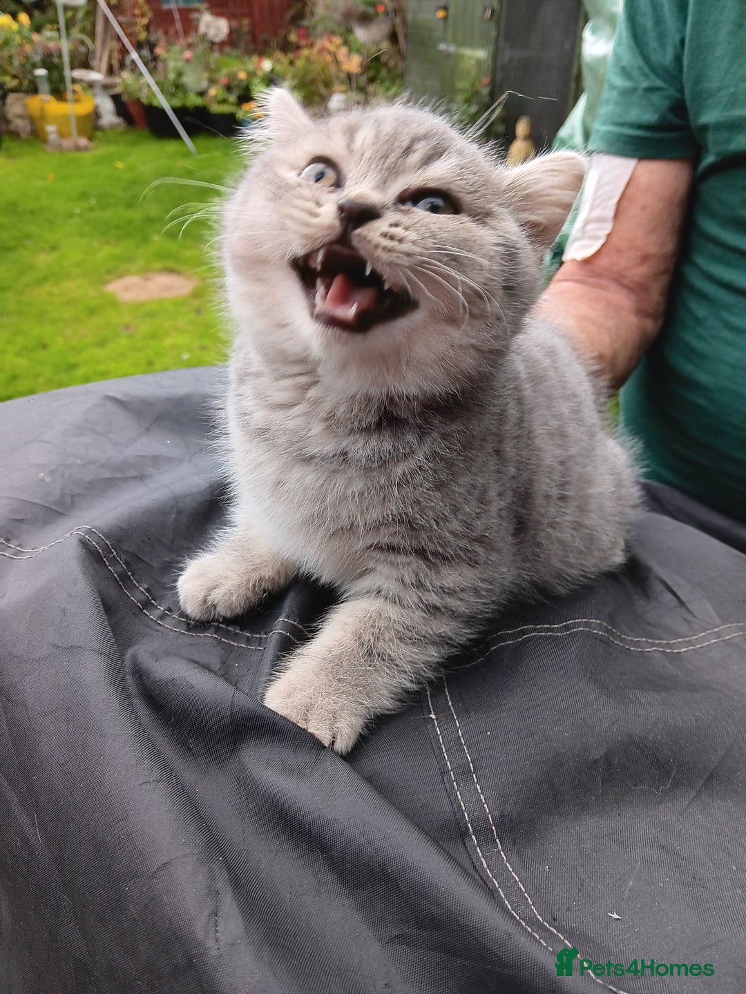 British Shorthair cats for sale: Male British short hair  - Image 6