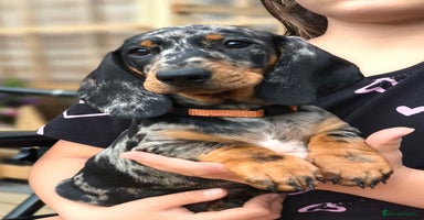 Dachshund dogs in Coventry - Advert 7