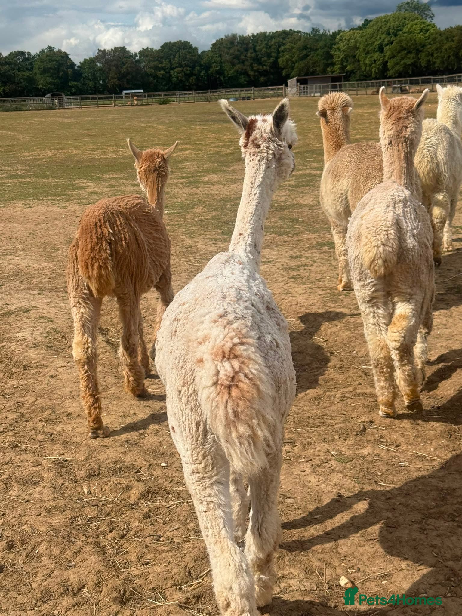 Alpaca livestock for sale: Registered Breeding Female Coloured Alpacas  - Advert 8