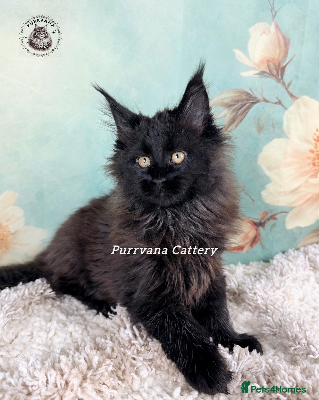 Maine Coon cats for sale: TICA registration Adorable Maine coon kittens - Advert 8