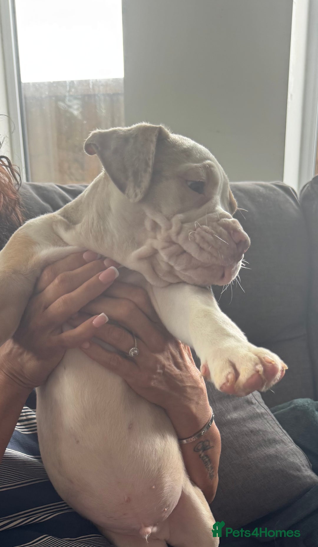 English Bulldog dogs for sale: Puppies for sale - Image 6