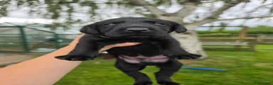 Labrador Retriever 2