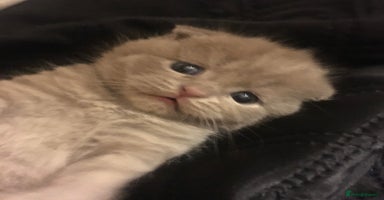 Scottish Fold cats - Advert 16