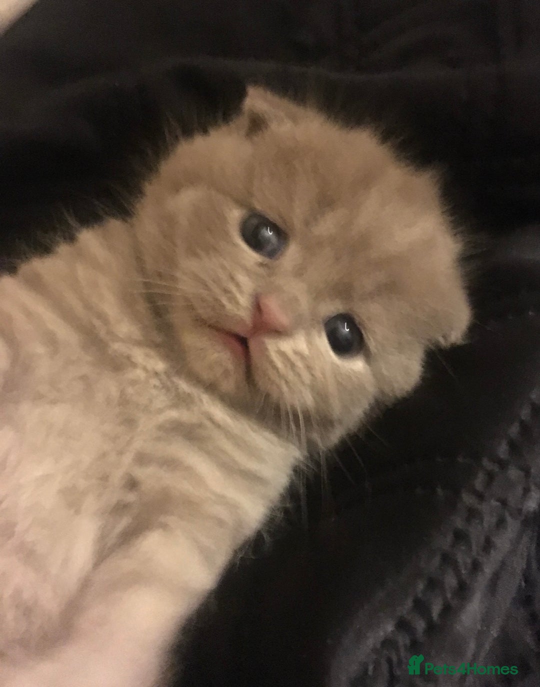 Scottish Fold cats for sale: Adorable Scottish fold  - Image 3